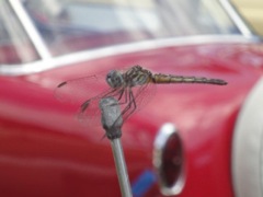 dragonfly